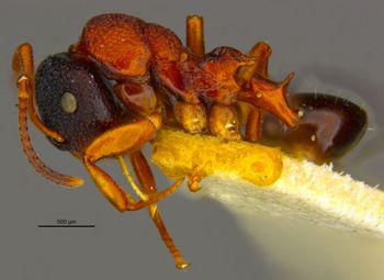 Media type: image;   Entomology 23342 Aspect: habitus lateral view
